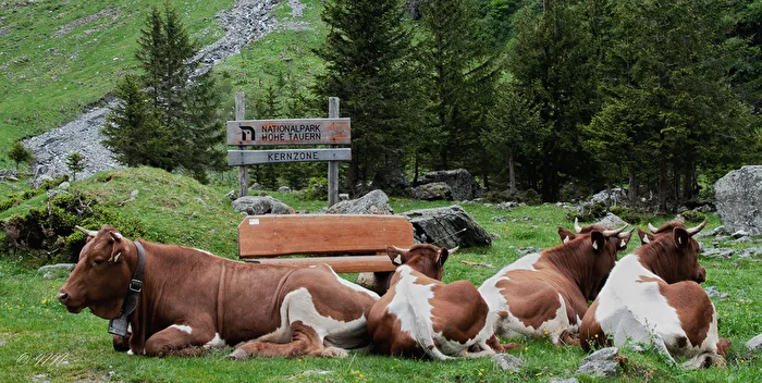 Tiere