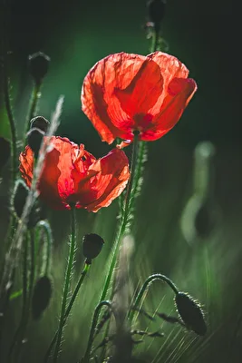 Mohnblüten