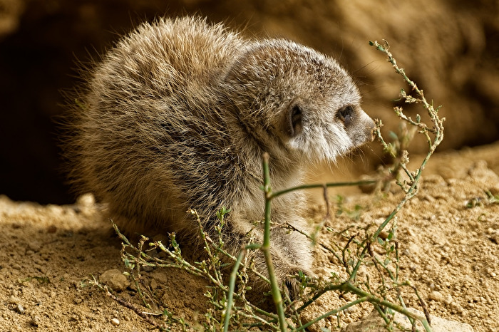 junges Erdmännchen