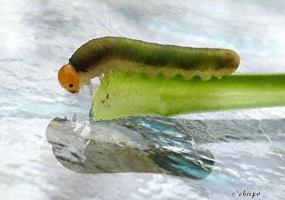 Spieglein, Spieglein an der Wand ....