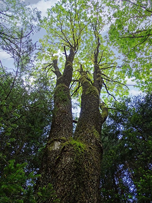 TT Wald
