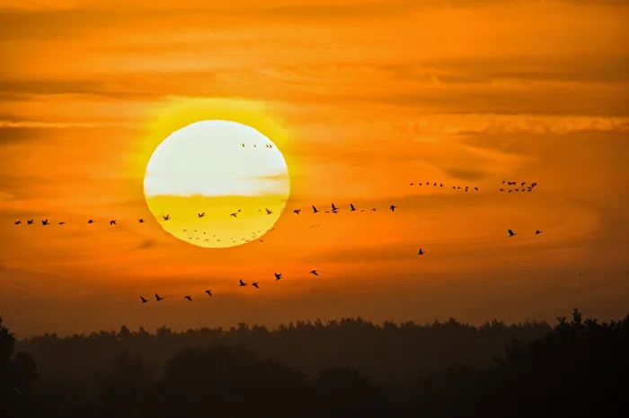 Sonnenaufgang am Gülper See