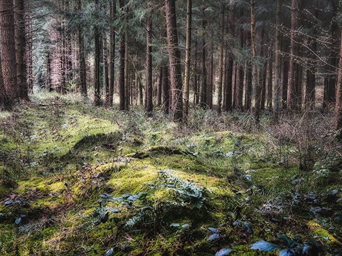 Waldschneise im Zeteler Wald