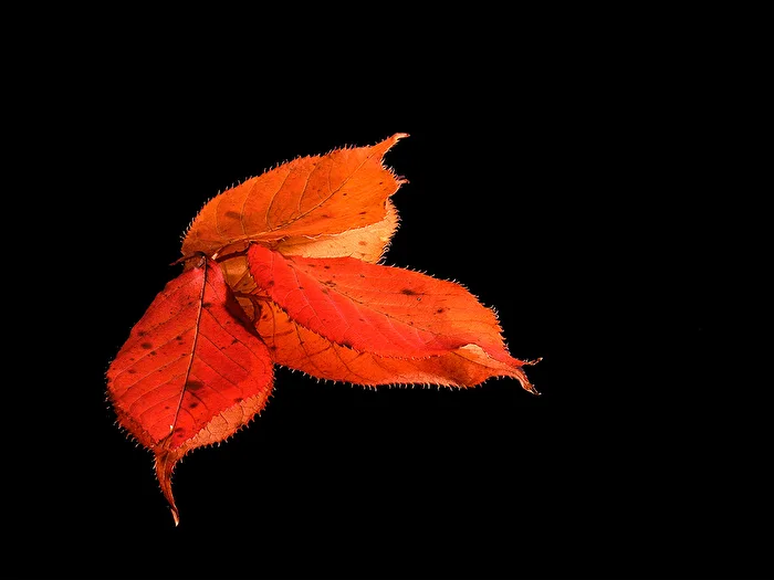 Mirror Leaves