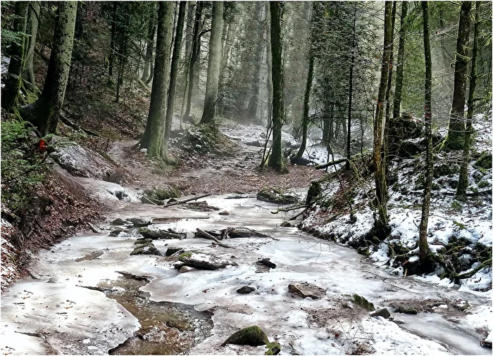 Januarwald