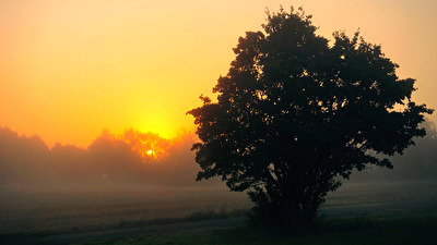 Novembernebel 5
