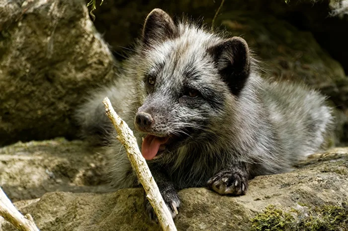 Polarfuchs