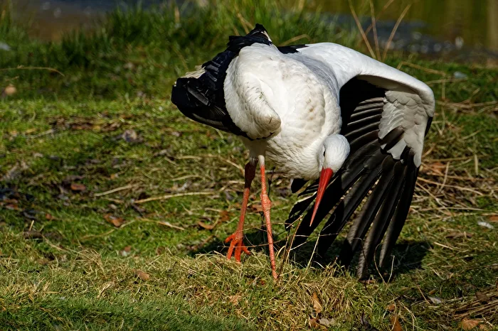 Stork