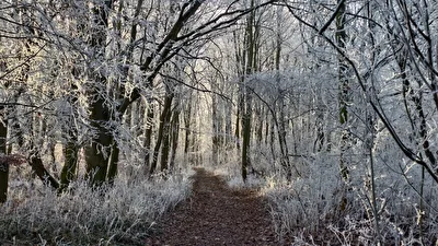 Frozen