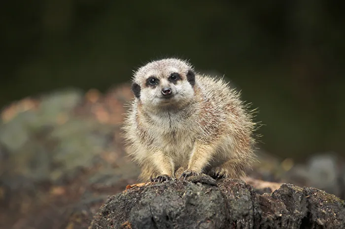 Meerkat