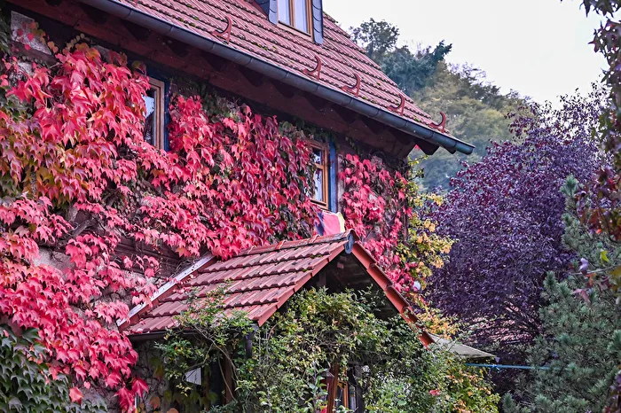 Wilder Wein im Herbst