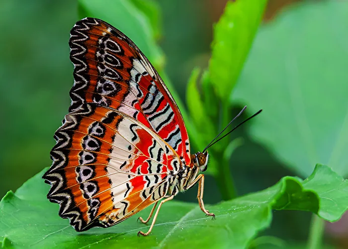 Pointed Wings (Cetohosia biblis) South America