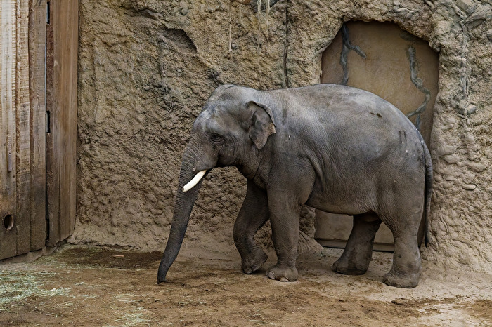 Elefant