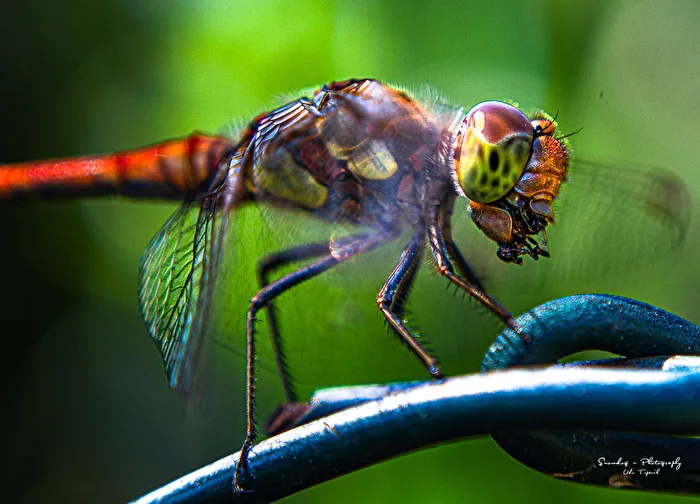 Wildlife