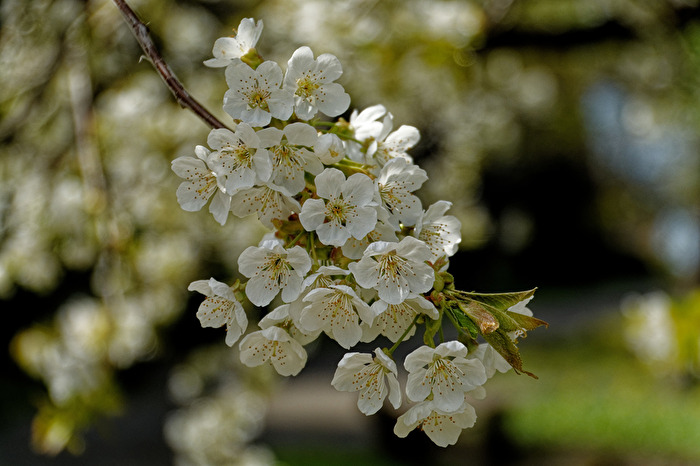 Apfelblüten