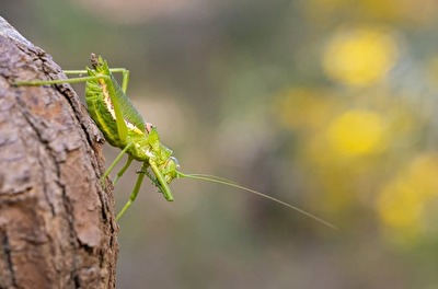 Kleiner Bewohner des Waldes.