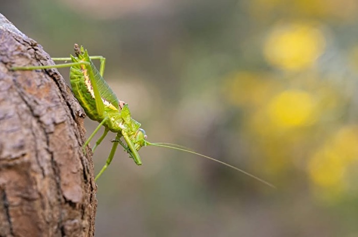 Kleiner Bewohner des Waldes.