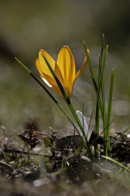 Krokus