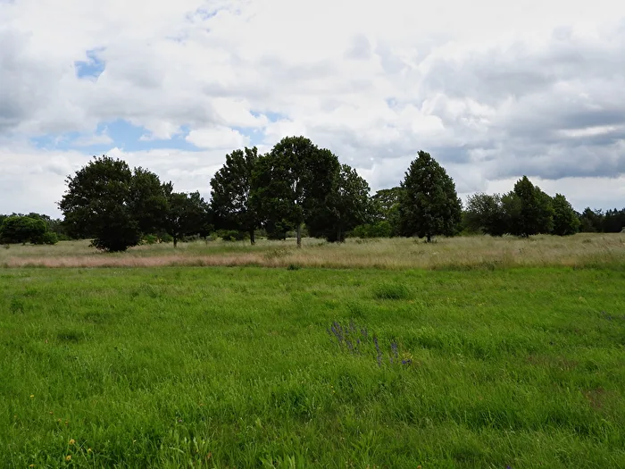 Rasen und Bäume