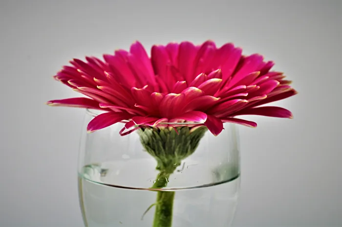 Blumen mal anders