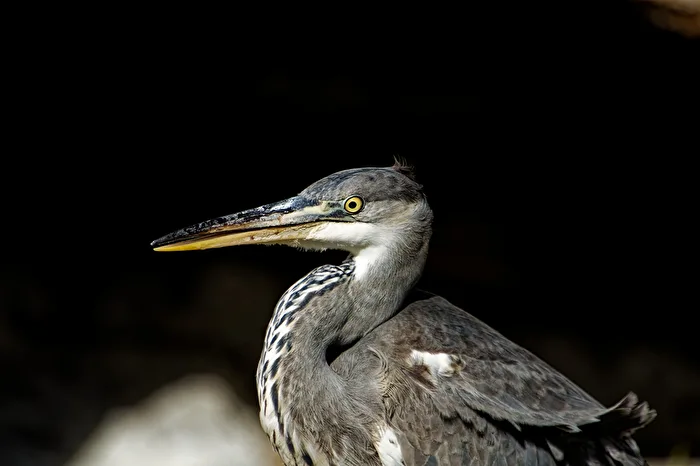 Grey Heron
