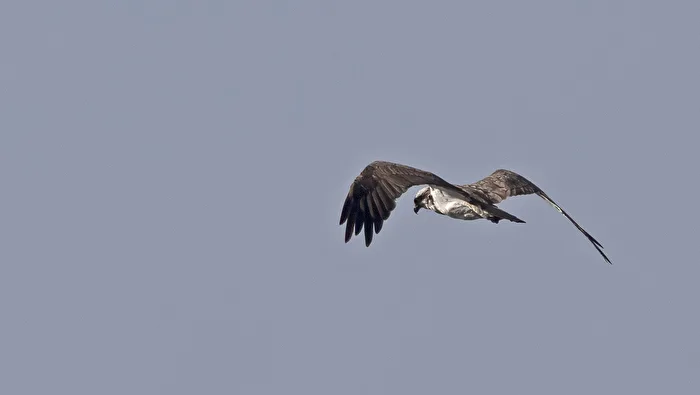 Osprey
