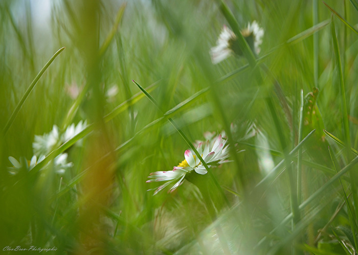 Gänseblümchen
