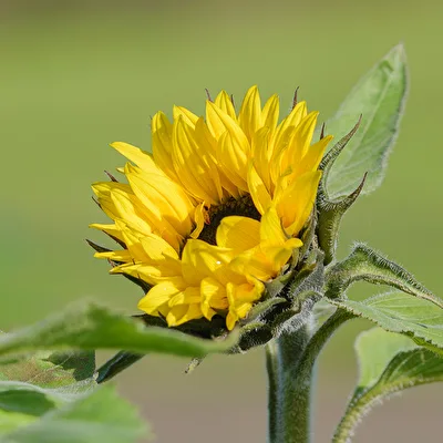 Sonnenblume