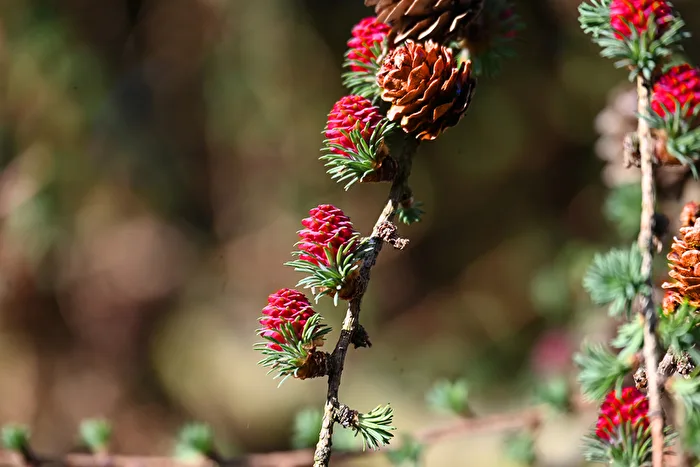 Lärchenblüten