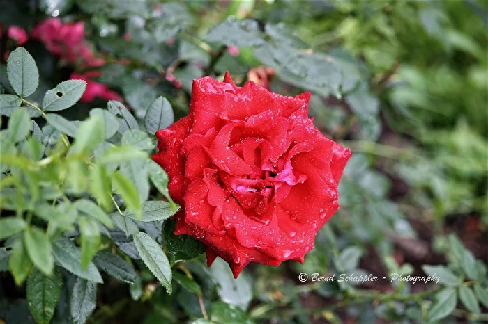 Rose