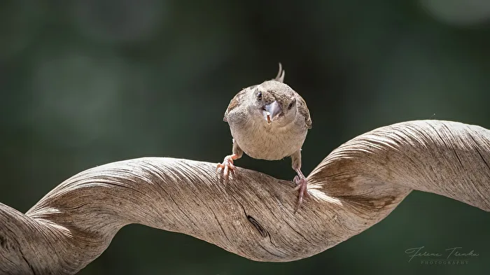 Interrupted while eating
