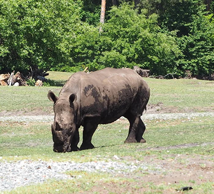 Nashorn 2