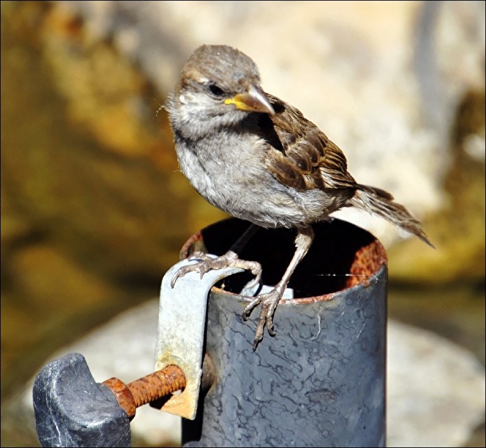Spatz