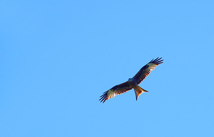 Rotmilan (Milvus milvus)