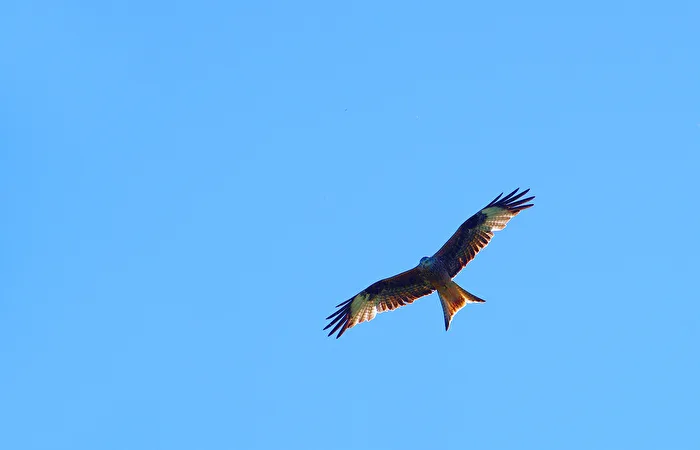 Red Kite (Milvus milvus)