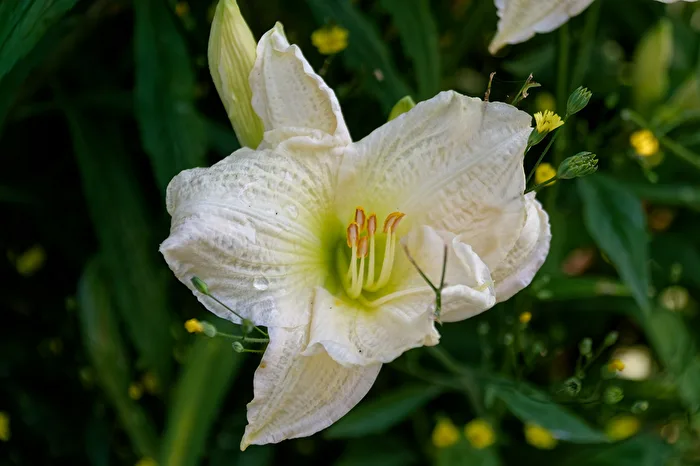 Lily