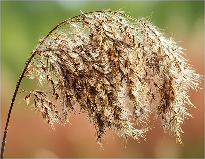 Reeds