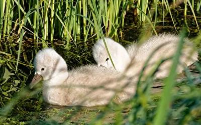 Höckerschwan-Küken