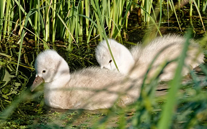 Höckerschwan-Küken