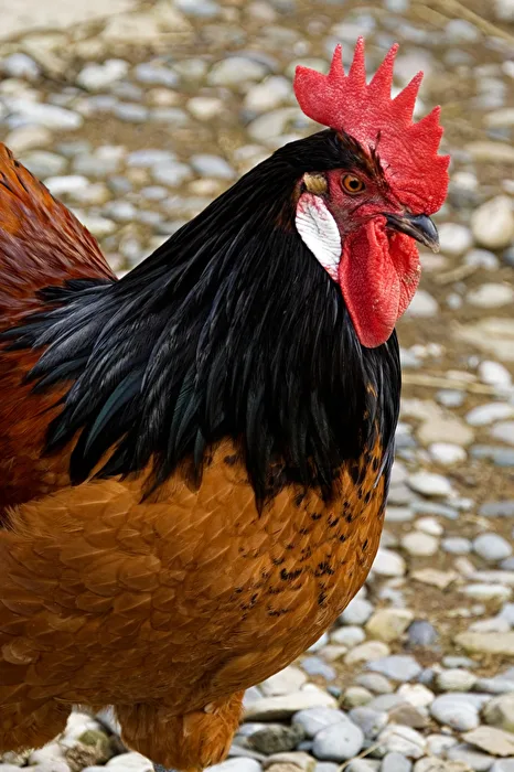 Rooster