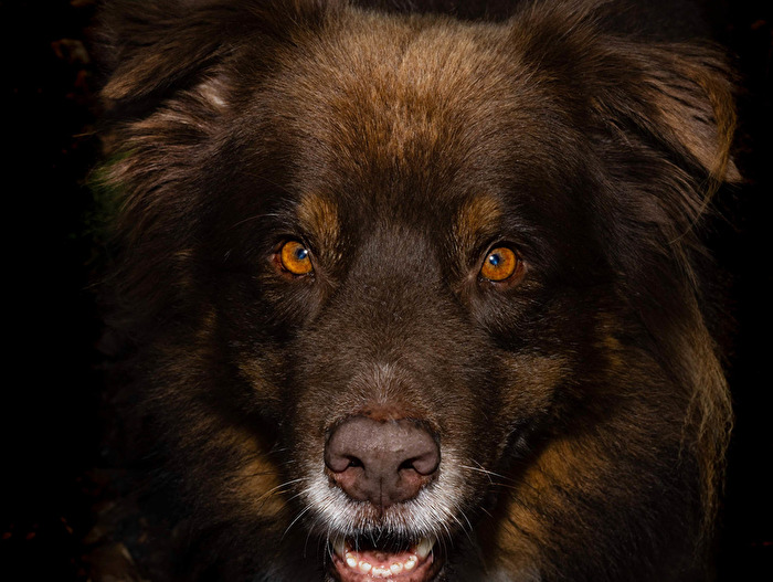 Bester Hund der Welt :-))