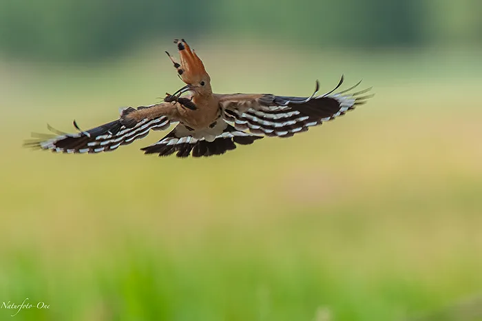 On the approach ( Wildlife )