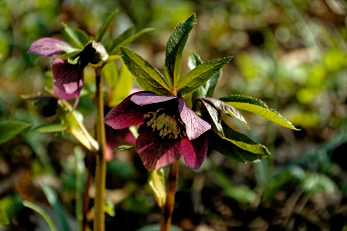 Christmas Rose
