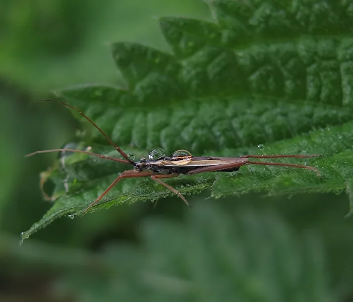 Grass Bug