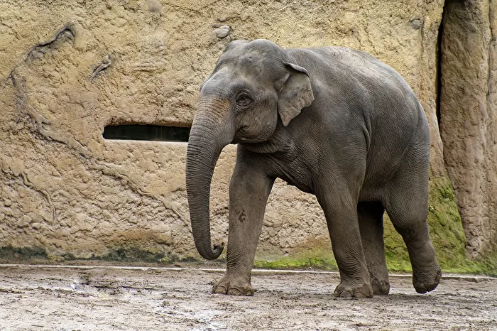 Elephant