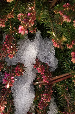 Schneeheide (Erica carnea