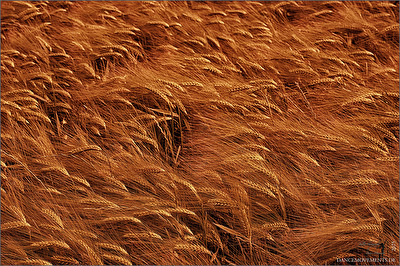 Time for Harvest