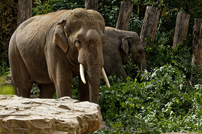 Elefant