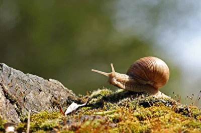 Weinbergschnecke