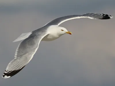 Im Flug erwischt